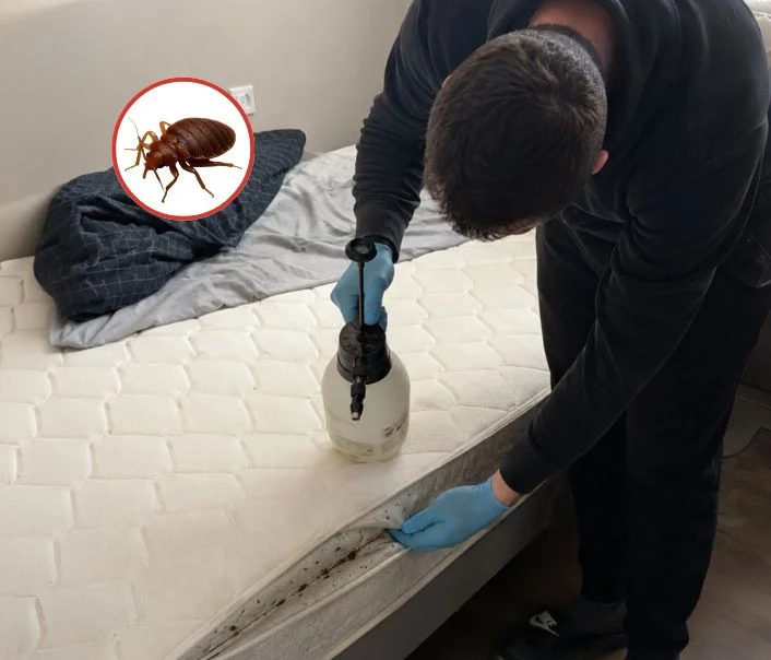 Technicien traitant un matelas contre les punaises de lit à Bures-sur-Yvette